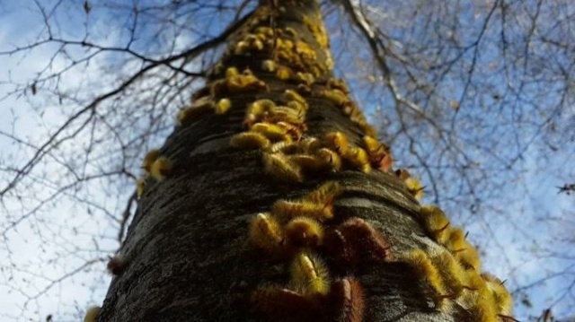 Tırtıl istilasına uğrayan ormanlar yeniden yeşerdi. 4