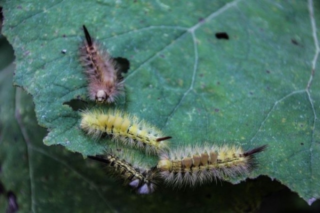 Tırtıl istilasına uğrayan ormanlar yeniden yeşerdi. 2
