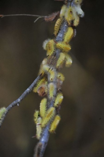 Tırtıl istilasına uğrayan ormanlar yeniden yeşerdi. 8