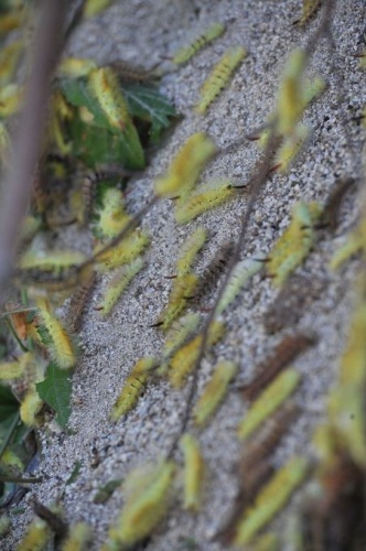 Tırtıl istilasına uğrayan ormanlar yeniden yeşerdi. 7
