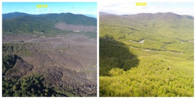 Tırtıl istilasına uğrayan ormanlar yeniden yeşerdi. 3