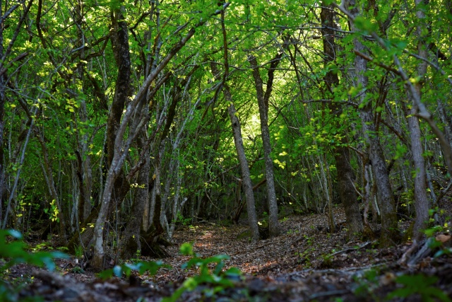 Artvin'de en uzun ekoturizm yolu Karadeniz'de hayata geçiyor 9