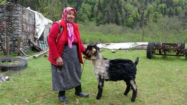 Karadeniz'de yayla göçü erken başladı 8