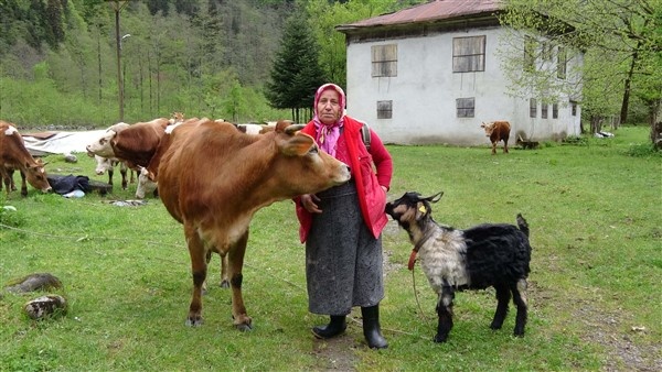 Karadeniz'de yayla göçü erken başladı 6