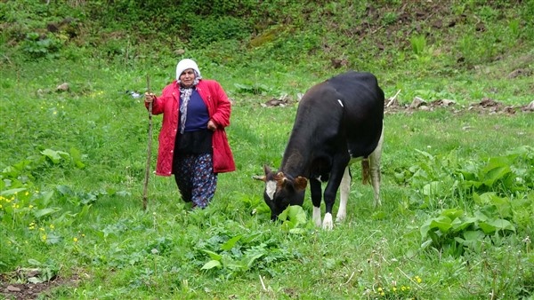 Karadeniz'de yayla göçü erken başladı 11