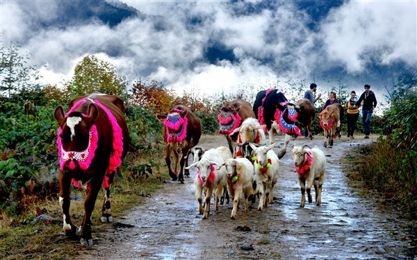 Karadeniz'de yayla göçü erken başladı 15