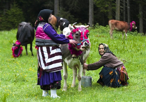 Karadeniz'de yayla göçü erken başladı 9