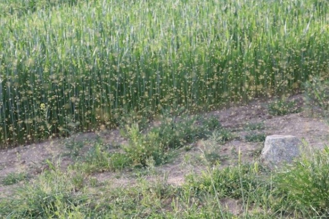 Köyü bir anda sinekler bastı! 3