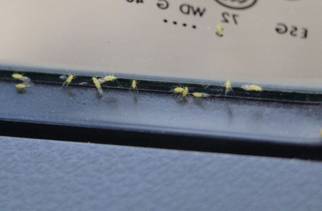 Köyü bir anda sinekler bastı! 4