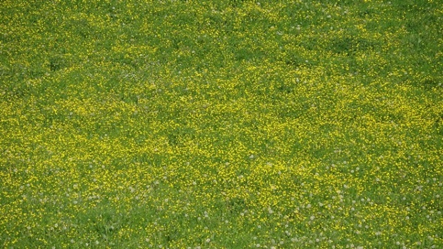 Hamsiköy sessizliğe büründü 10