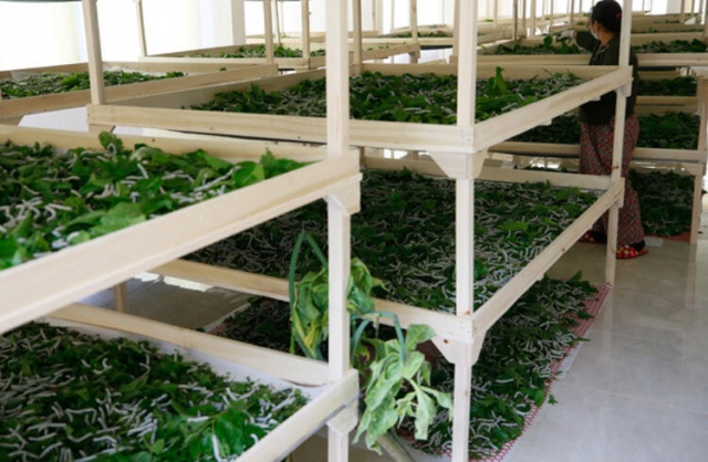 İzmir'de ipek böcekçiliğini kadınlar canlandıracak 7