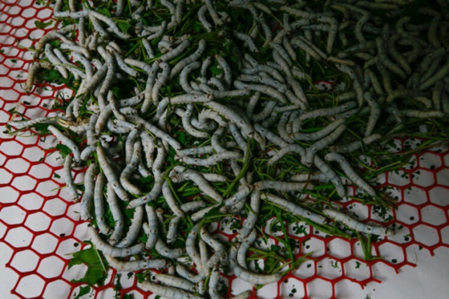 İzmir'de ipek böcekçiliğini kadınlar canlandıracak 11