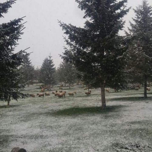 Doğu Karadeniz'de mayıs ayında kar yağdı 10