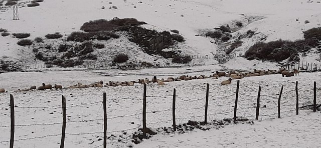 Doğu Karadeniz'de mayıs ayında kar yağdı 15