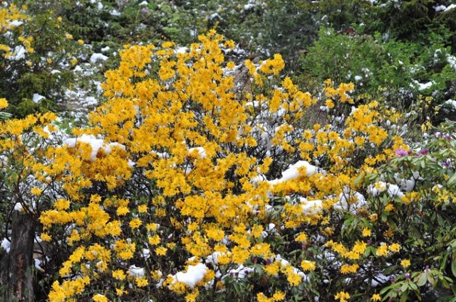 Doğu Karadeniz'de mayıs karı güzelliği. 9