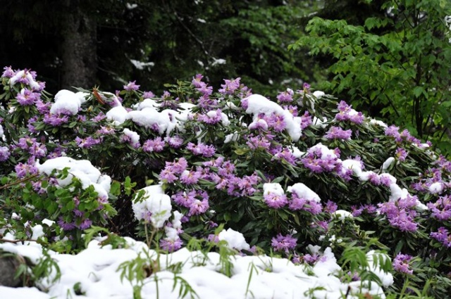 Doğu Karadeniz'de mayıs karı güzelliği. 7
