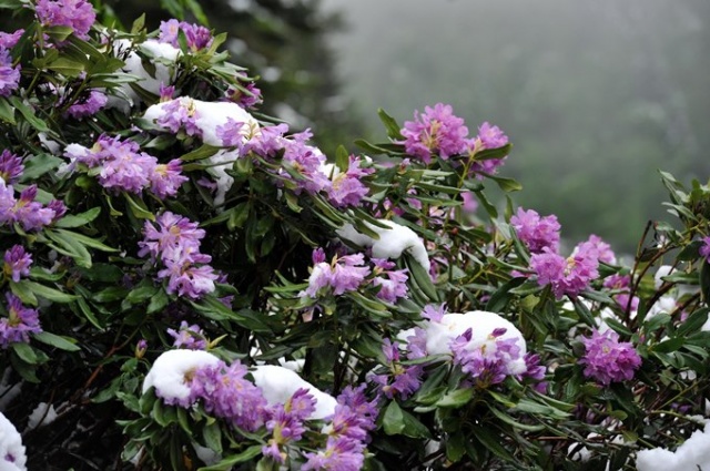 Doğu Karadeniz'de mayıs karı güzelliği. 4