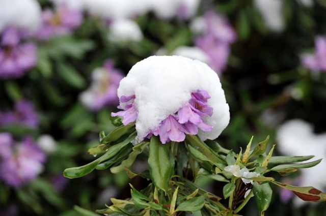 Doğu Karadeniz'de mayıs karı güzelliği. 8