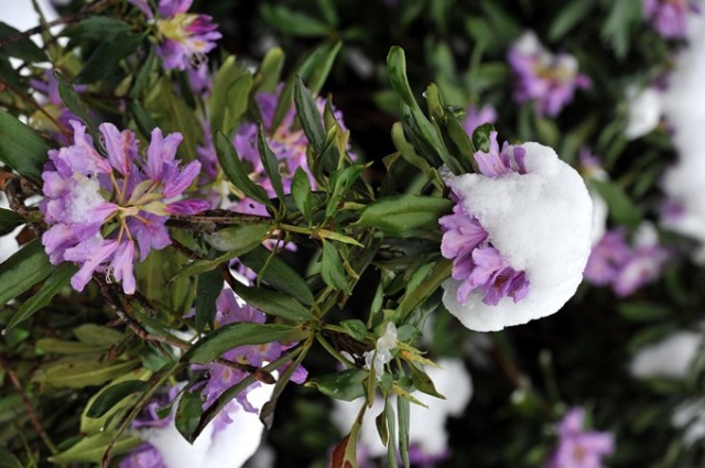 Doğu Karadeniz'de mayıs karı güzelliği. 5