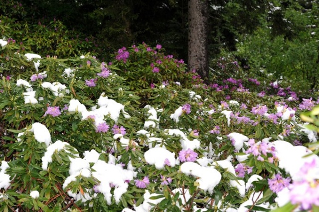Doğu Karadeniz'de mayıs karı güzelliği. 6