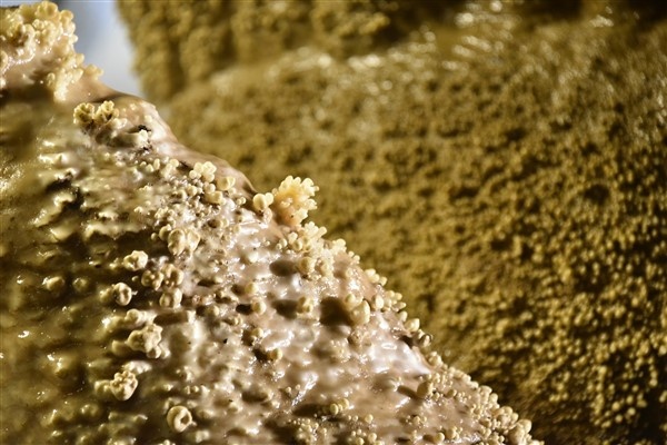 Doğu Karadeniz'de 150 milyon yaşındaki yer altı sarayında turizm sezonu başladı 13