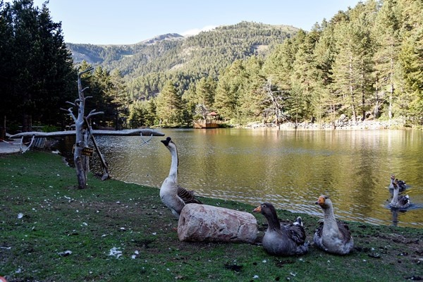 Korona virüs tedbirleri alınan tabiat harikası Limni Gölü ziyaretçilerini bekliyor 17