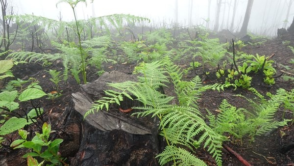 Trabzon dahil 7 ilde yangın çıkmıştı! Foto Haber 13