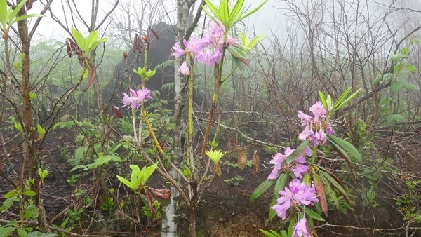 Trabzon dahil 7 ilde yangın çıkmıştı! Foto Haber 3