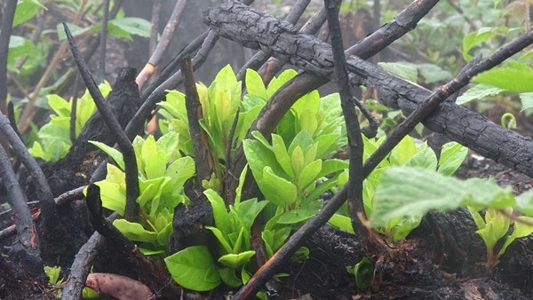 Trabzon dahil 7 ilde yangın çıkmıştı! Foto Haber 4