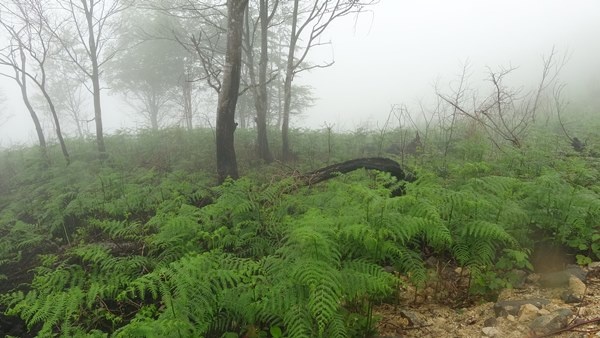 Trabzon dahil 7 ilde yangın çıkmıştı! Foto Haber 8