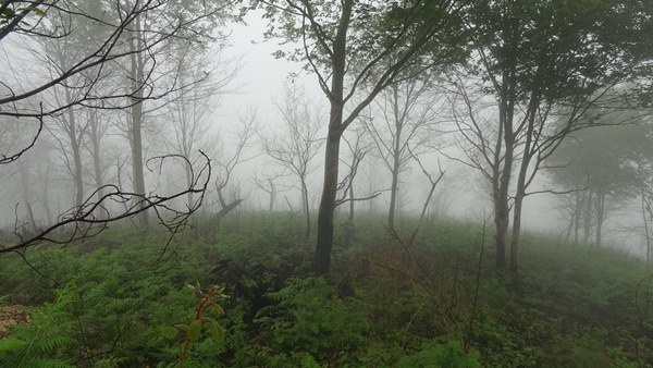 Trabzon dahil 7 ilde yangın çıkmıştı! Foto Haber 9