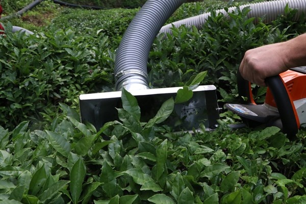 Rizeli'nin zekası iş başında! Çay toplamak çile olmaktan çıktı 3