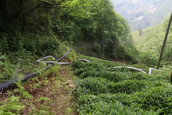 Rizeli'nin zekası iş başında! Çay toplamak çile olmaktan çıktı 5