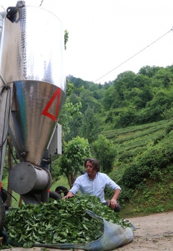 Rizeli'nin zekası iş başında! Çay toplamak çile olmaktan çıktı 14