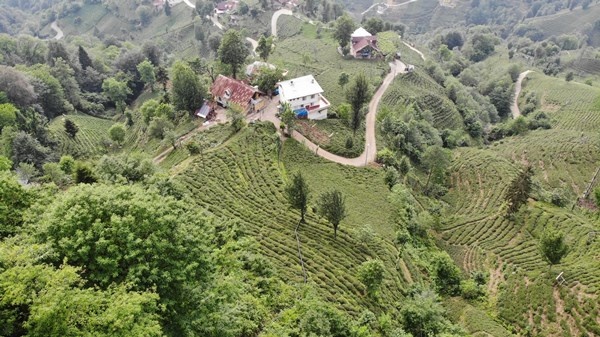 Rizeli'nin zekası iş başında! Çay toplamak çile olmaktan çıktı 15