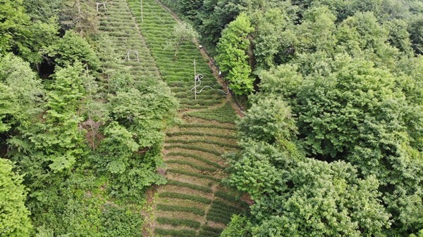 Rizeli'nin zekası iş başında! Çay toplamak çile olmaktan çıktı 11