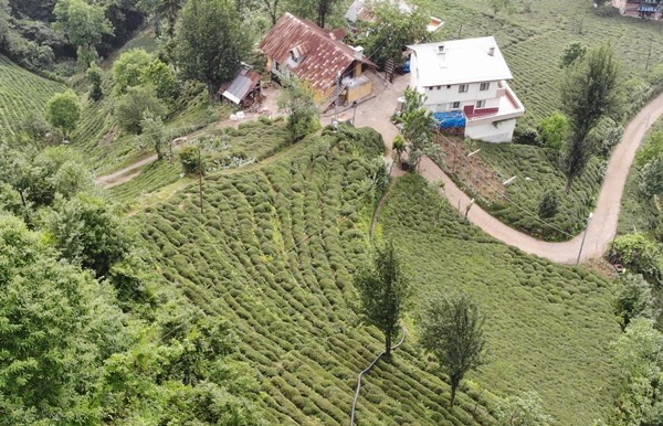 Rizeli'nin zekası iş başında! Çay toplamak çile olmaktan çıktı 13