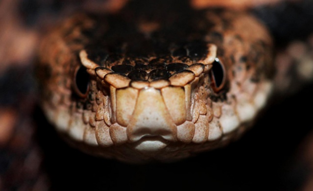 Trabzon ve Karadeniz'de görülen yılanlar zehirli mi? Açıklama geldi 11