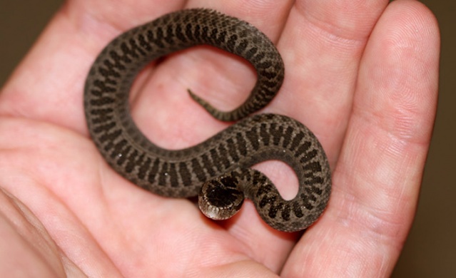 Trabzon ve Karadeniz'de görülen yılanlar zehirli mi? Açıklama geldi 4