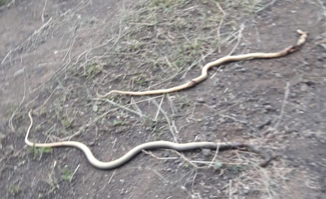 Trabzon ve Karadeniz'de görülen yılanlar zehirli mi? Açıklama geldi 8