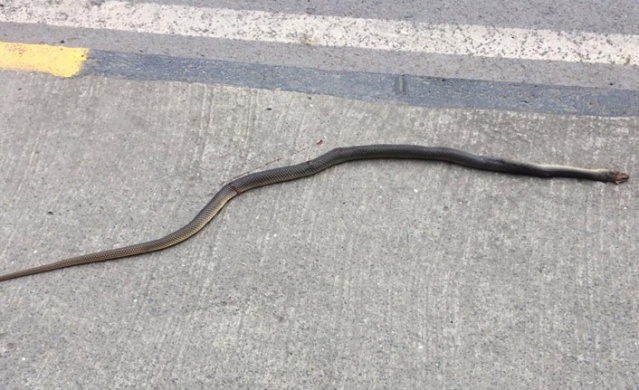 Trabzon ve Karadeniz'de görülen yılanlar zehirli mi? Açıklama geldi 10