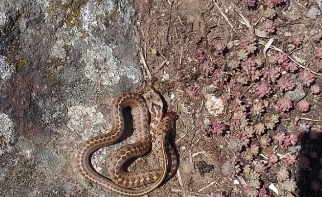 Trabzon ve Karadeniz'de görülen yılanlar zehirli mi? Açıklama geldi 6
