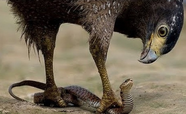 Trabzon ve Karadeniz'de görülen yılanlar zehirli mi? Açıklama geldi 7