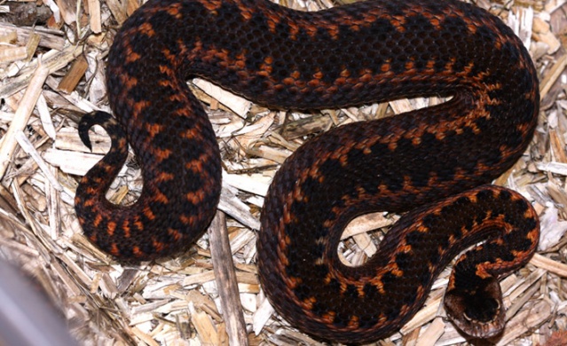 Trabzon ve Karadeniz'de görülen yılanlar zehirli mi? Açıklama geldi 2