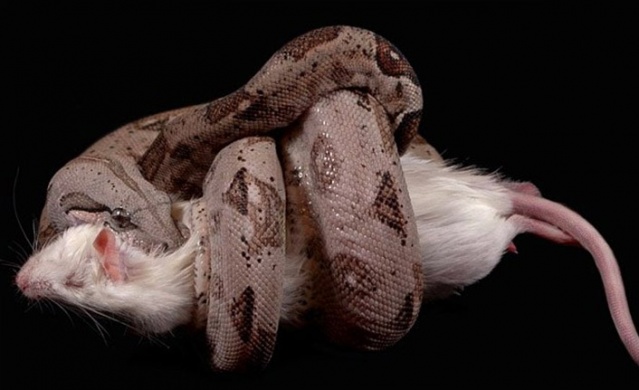 Trabzon ve Karadeniz'de görülen yılanlar zehirli mi? Açıklama geldi 9