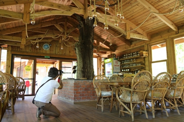 Ağaç sevgisi görenleri şaşkına çeviriyor 8