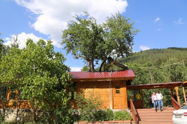 Ağaç sevgisi görenleri şaşkına çeviriyor 7