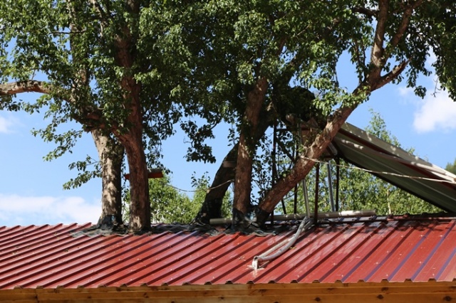 Ağaç sevgisi görenleri şaşkına çeviriyor 6