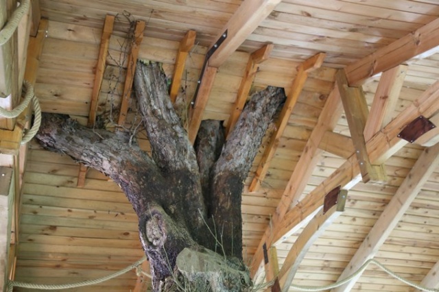 Ağaç sevgisi görenleri şaşkına çeviriyor 1