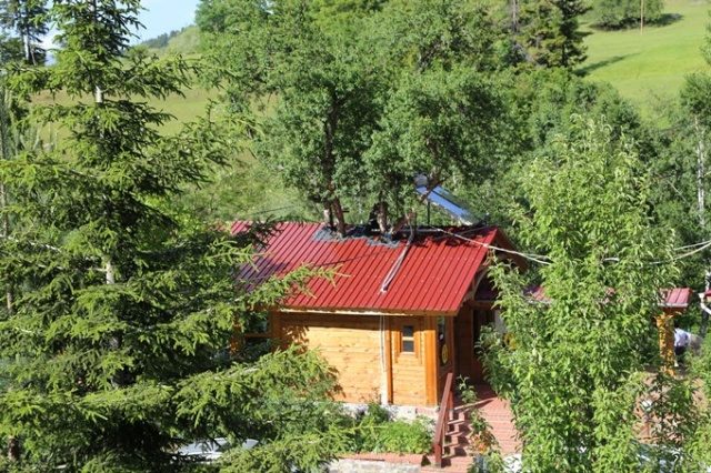 Ağaç sevgisi görenleri şaşkına çeviriyor 9